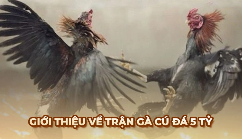 Trận gà cú đá 5 tỷ thực sự đã gây được sự quan tâm lớn từ giới chơi gà chọi