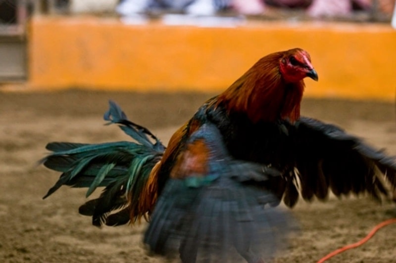 Gà Peru cũng được biết đến với cái tên độc đáo là Peruvian Gamefowl