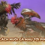 Hướng dẫn cách nuôi gà mau tới pin toàn diện chi tiết nhất
