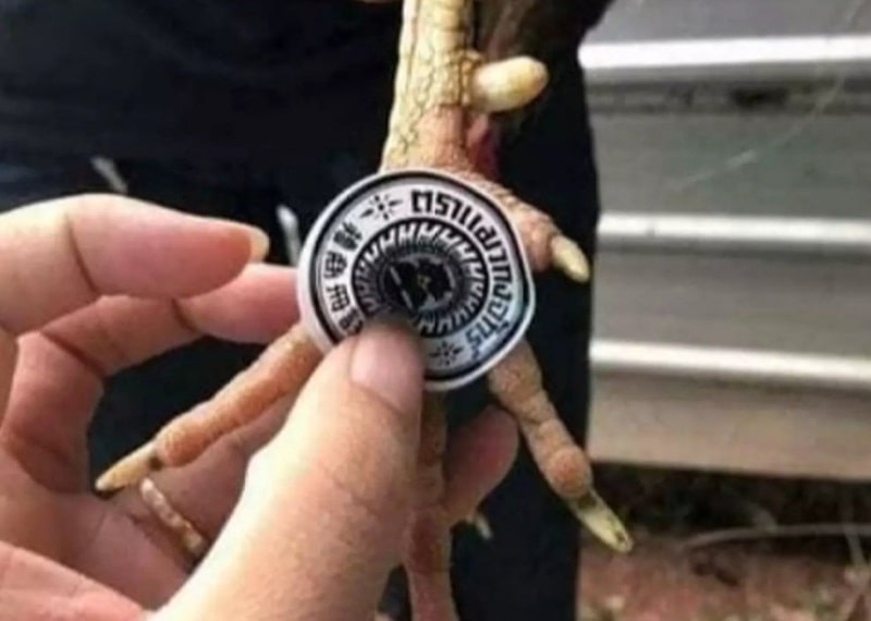 Phương pháp điều trị ké gà đá hiệu quả nhất