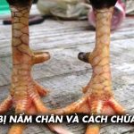 Nguyên nhân gà bị nấm chân và cách chữa từ cao thủ Ga6789